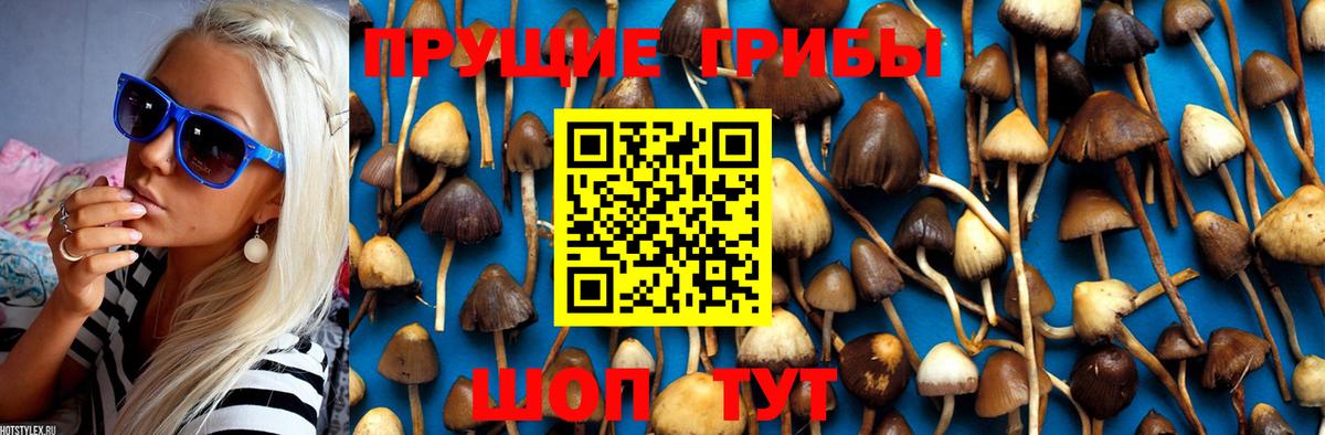 что такое   Псилоцибиновые грибы Cubensis  Вход с VPN  Кандалакша 